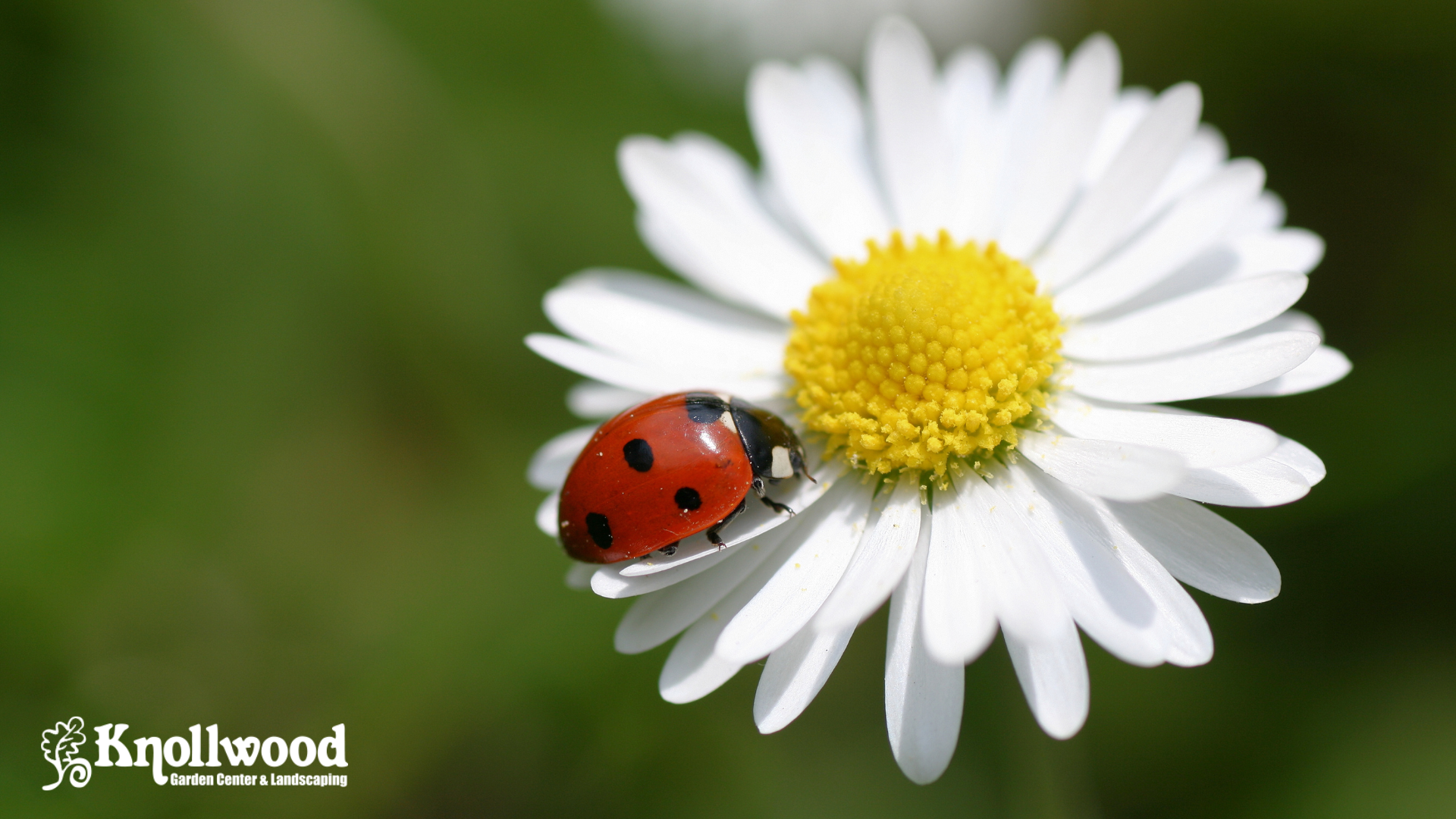 Garden Bugs: The Good, the Bad, and the Bugly